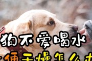 如何控制狗狗不停的喝水？（让宠物健康的喝水方式）