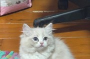 50天小布偶猫饮食指南（宠物主人必看！50天小布偶猫吃什么最好？）