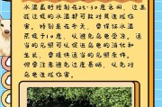 水中养龟的奥妙——以都什么龟适合在水中养（探寻水中养龟的乐趣，让你的宠物爱上水上生活）