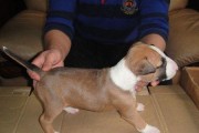 以牛头梗宝宝出生，照顾幼犬的全程指南