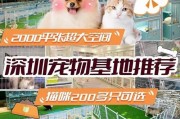 购买博美的注意事项（选择适合的博美犬并为其提供良好的生活环境）