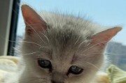 宠物猫咪的驱虫周期（以家养的猫咪多久驱虫一次？驱虫的重要性及方法）