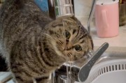 给宠物猫喝自来水是否安全？（揭开猫咪喝自来水的真相，）