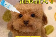 如何消除泰迪犬的泪痕（有效的方法和技巧分享｜宠物美容的秘籍）