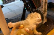 捡到野猫，如何照顾它（注意事项和必备知识，以养成一只健康的宠物猫）