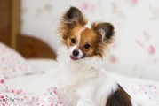 秋季如何护理你的蝴蝶犬（关注保健，让你的宠物健康快乐）