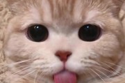 猫咪的饮食指南（为您揭秘猫咪喜欢吃的食物及其益处）