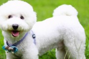 如何判断比熊犬咬人前的5个征兆？