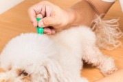 高加索犬掉毛原因分析（了解高加索犬掉毛的原因及应对方法）