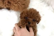 如何治疗狗狗在窝里横躺不起来的问题（宠物养护技巧，让你的狗狗健康快乐）