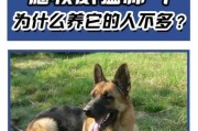 德国牧羊犬经济喂养攻略（德牧好养吗？如何用最少的花费给德国牧羊犬提供健康饮食？）