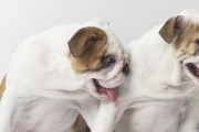 如何正确喂食斗牛犬（宠物健康从正确喂食开始）