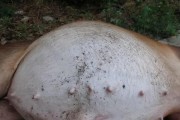 揭秘狗狗肠套叠的真相（探究肠套叠的原因，关注宠物健康）