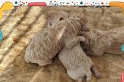 狗产后正常症状解析（了解狗狗的产后表现以及如何应对）
