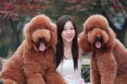 泰迪犬的抗寒能力究竟如何？（一起了解泰迪犬的冬季保暖秘籍）