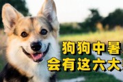 狗狗也会中暑吗？如何解决中暑问题（狗狗中暑的原因和预防方法）