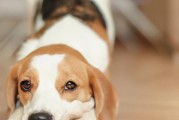 为什么我的贵宾犬一直发抖？（探究贵宾犬发抖的原因与解决方法）