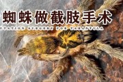 养蜘蛛的注意事项（室内养蜘蛛的关键点）
