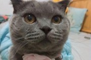 电动折耳猫为什么易患疾病？（探究电动折耳猫的健康问题）
