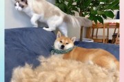 柴犬剪毛后需要多久才能长出来？（剪毛周期与柴犬品种及季节有关）