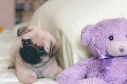 如何给八哥幼犬断奶（宠物犬养护指南）