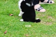 狗狗社会化训练的重要性（培养狗狗良好的行为习惯）