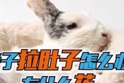 兔子拉肚子的治疗方法（药物治疗是关键）