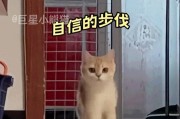 一眼就能看到猫咪便秘了没？主人实测100%命中