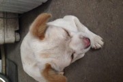 狗狗呜呜叫是怎么了？（探究宠物呜呜叫的原因及解决方法）