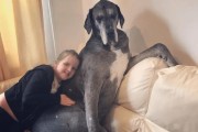 宠物健康重要，大丹犬缺钙应该如何预防和治疗？（宠物健康重要，大丹犬缺钙应该如何预防和治疗？）