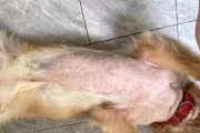 狗狗真菌癣全身感染，如何正确洗澡？（解决狗狗真菌癣全身感染的正确洗澡方法）