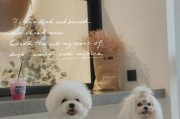 比熊犬牙结石清除大全（全面解析清除比熊犬牙结石的正确方法和注意事项）