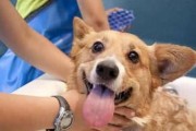 狗狗受烫伤怎么办？（一份详细的应急指南）