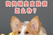 狗狗常见病症及治疗方法（保护宠物健康，从掌握这些知识开始）