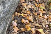 与爱宠凯利蓝梗一起享受捡拾乐趣（用心呵护，与宠物共同体验自然之美）