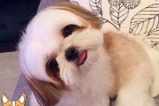 西施犬的打扮之道（让你的西施犬更加可爱动人）