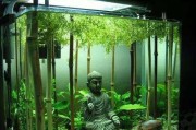 鱼缸养鱼水位选择的关键（探讨合适的水位对鱼类健康的影响）