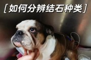 如何预防狗狗膀胱结石？（了解症状及预防措施，让宠物更健康）
