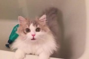 猫咪用以刚驱虫能否洗澡？（猫咪洗澡的注意事项及洗澡前后的注意事项）