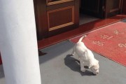 探索杜高犬海盗眼的珍贵之处（揭秘为何杜高犬海盗眼如此昂贵）