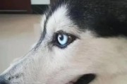 解决哈士奇咬鞋难题（宠物犬行为调教指南，让它爱上自己的玩具）