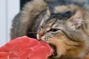 猫咪的理想食物（满足天性需求，让猫咪更健康）