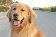 养金毛犬喂多少才算合适？怎么判断？