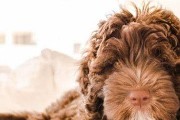 如何预防贵宾犬体外寄生虫（宠物主人必看！15个实用小贴士让你的贵宾犬免受寄生虫侵害）