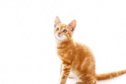 怎样跟猫咪打招呼？四个步骤，让你轻松与陌生猫咪建立友好互动