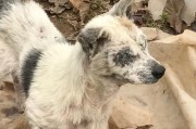 犬瘟的恶性进展——探索犬瘟死亡的病理过程（揭开犬瘟致命面纱的真相与预警标志）
