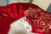 宠物疑似过敏？如何帮助你的以拳师犬止咳打喷嚏（以拳师犬经常打喷嚏？了解过敏症状和治疗方法是关键）