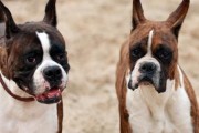 宠物健康警报！别让你的拳师犬“吃”出问题（以拳师犬为例，了解多食症的危害和应对方法）