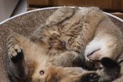 两个月大的猫咪需要睡多久才算正常？（探究两个月大猫咪的睡眠需求及影响因素）