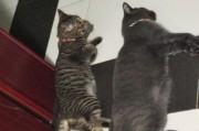 大猫为什么不喜欢小猫？（探究大猫对小猫不友好的原因及其解决方法）